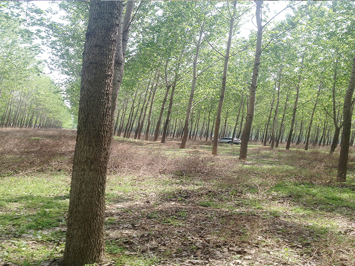 公司拥有自己的杨树种植林80万余平方